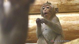Новые обитатели 2016 года в зоопарке «Планета обезьян и