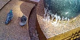 Голуби залезли в фонтан на Малой Садовой