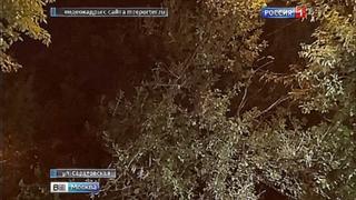Ветер повалил дерево во дворе на юго-востоке Москвы