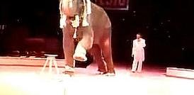 Слон крутится на одной ноге