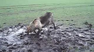 ВЕО ENKAR  приколы с животными сабака в грязи