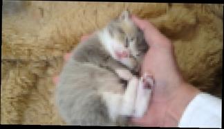 Котенок спит на руках