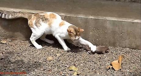 Игра в кошки-мышки
