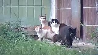 Крыса разогнала котов)))