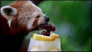 Красная панда отмечает День рождения