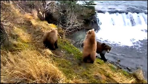  Аляска Осенняя рыбалка на реке Брукс - медведи оптимисты