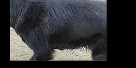 Тибетские мастифы в питомнике РКФ С Волчьей земли 2011